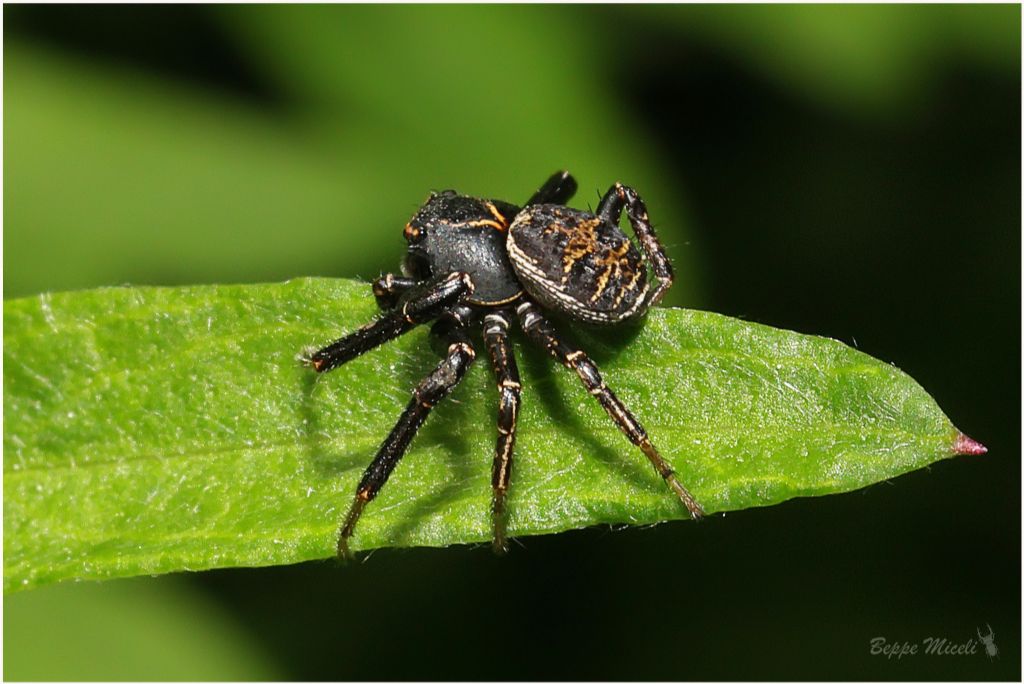 Thomisidae: Xysticus acerbus ?